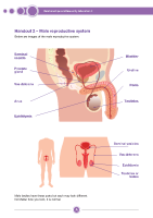Handout 2 - Male reproductive system front page preview
              